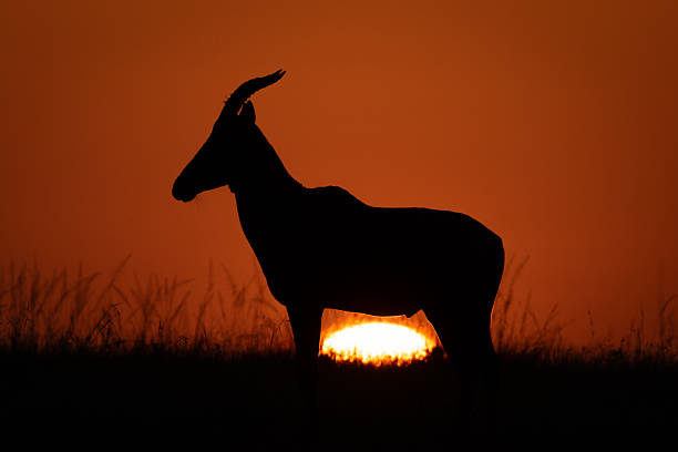 istock Topi at sunrise on horizon in silhouette 2209713024