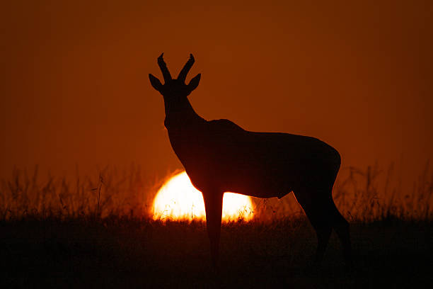 istock Topi on horizon at sunrise in silhouette 2209713040
