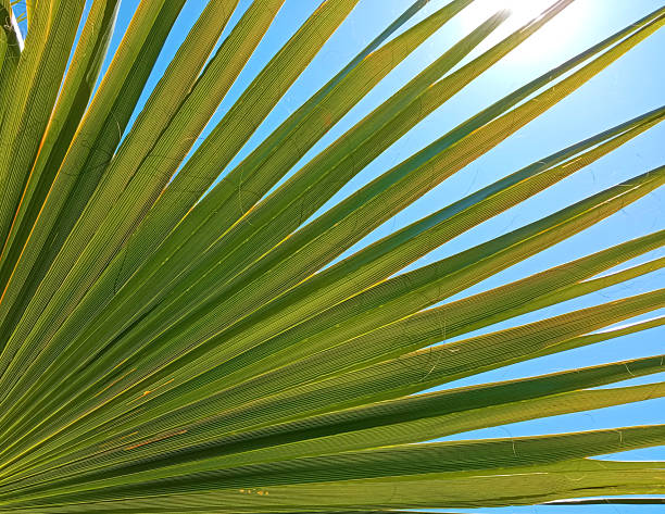 Sunlight through a palm tree at the beach