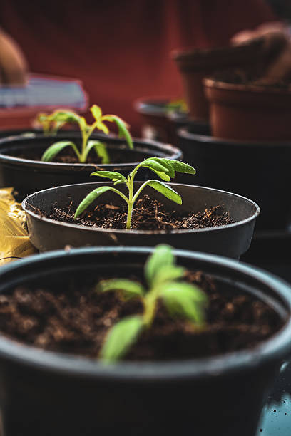 istock Tomato sprouts in the fresh air, in spring. 2209716993