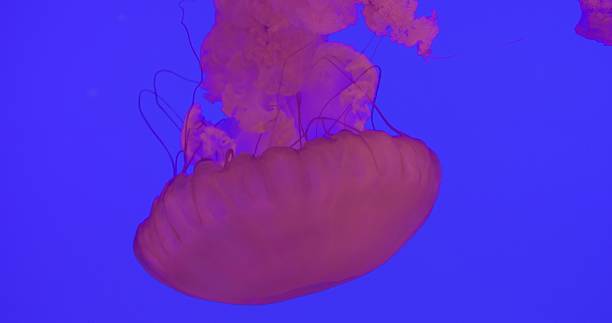 istock Translucent pink jellyfish drifting gently through deep blue water, tentacles trailing softly while creating mesmerizing underwater movement characteristic of marine ecosystem. poisonous jellyfish 2209718859