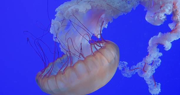istock Delicate pink jellyfish gliding through deep blue underwater environment, translucent tentacles undulating with fluid movement and mesmerizing grace. concept dangerous poisonous jellyfish 2209720125