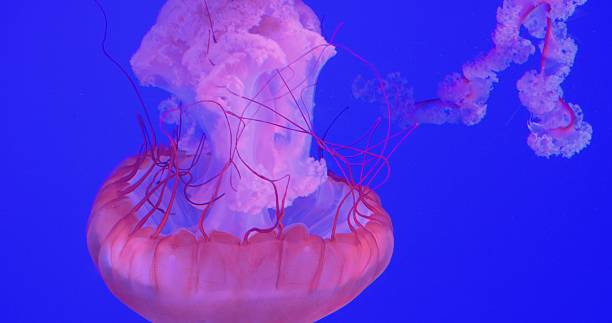 istock Translucent marine creature drifting weightlessly through deep blue water, delicate pink tentacles trailing behind, performing an ethereal underwater ballet with mesmerizing, pulsating movements 2209720323