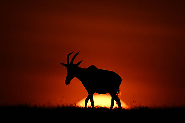istock Topi walks along horizon silhouetted at sunrise 2209720498