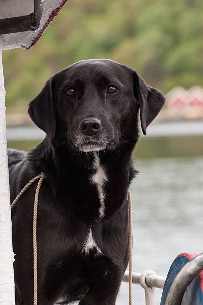 istock black labrador retriever standing on a boat with a curious expression.. 2209720746