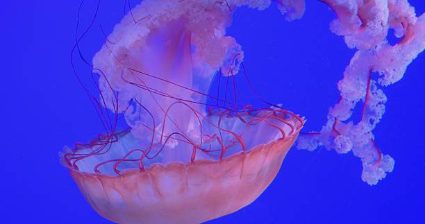 istock Delicate pink jellyfish gliding through deep blue underwater environment, translucent tentacles undulating with fluid movement and mesmerizing grace. concept dangerous poisonous jellyfish 2209720763