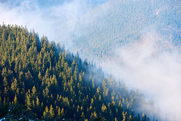 istock Dense pine forest shrouded in morning mist. 2209721698
