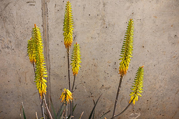 Golden Torch of the Desert – A blooming Aloe vera plant on Lanzarote sends up a vibrant flower spike, its tubular orange-yellow blossoms glowing against the island’s volcanic backdrop. A rare splash of color in the arid landscape, attracting sunbirds and bees.