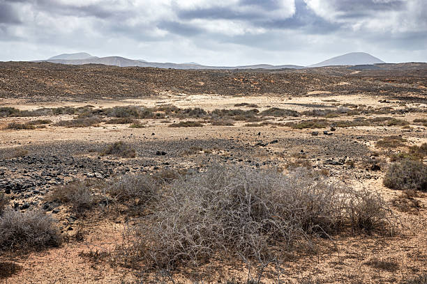 Desolate Beauty Near La Santa – A cracked lava field stretches toward Lanzarote’s coast, where stubborn drought-resistant plants cling to life between volcanic boulders. The surreal, Mars-like terrain contrasts with the distant blue Atlantic, embodying the island’s raw, minimalist allure.