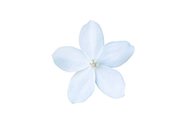 beautiful white flower isolated on white background