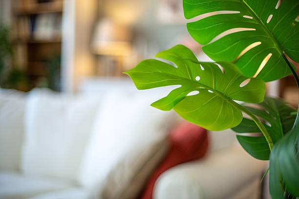 istock Artificial Monstera deliciosa plant in home interior 2209724517