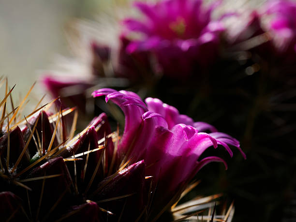 Organ Pipe Cactus, Stenocereus with flowers.  This is an popular plant in parks on the dry Canary island Lanzarote