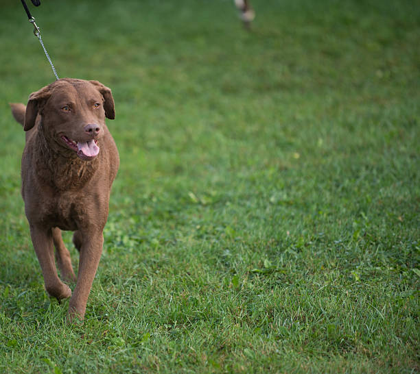 Chesapeake Bay Retriever competing in a dog show in New York