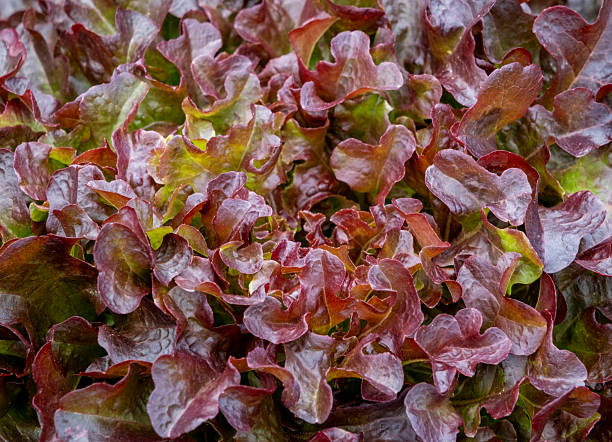 Close-up of red oak leaf lettuce.
