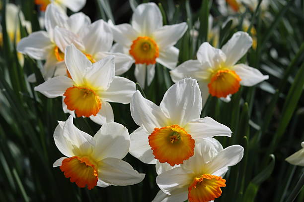 istock White and orange daffodils in a spring garden 2209726512