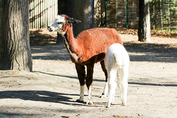 Alpaca Vicugna pacos white baby animal. A baby brown alpaca feeds on its mother's milk. Suckling from the udder.