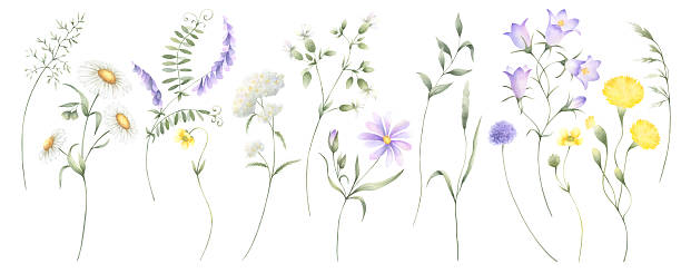 istock Wildflowers chamomile, bellflower, buttercup, dandelion, mouse pea, yarrow and meadow grasses. Hand drawn isolated watercolor illustration set of yellow and lilac flowers for fabric print, postcards 2209729310