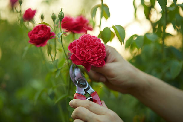 pruning roses with secateurs outdoors