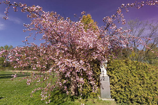 Redbud tree