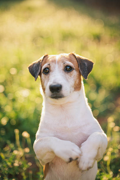 istock Close-up of a thoughtful Jack russell terrier lying down 2209731751