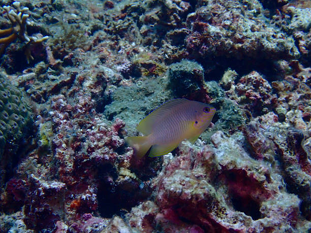 istock A small fish against the backdrop of a dead coral reef. 2209733483