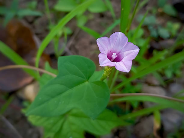 istock The Beauty of a Bright Morning Glory. 2209734627