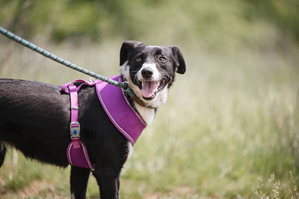 Black and white rescued dog