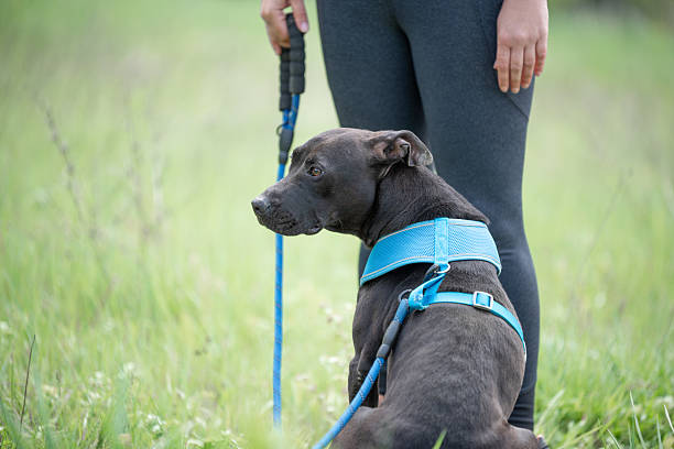istock Obedience training of the rescued pit bull 2209736998