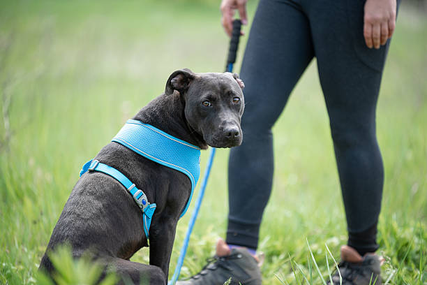 istock Obedience training of the rescued pit bull 2209737045