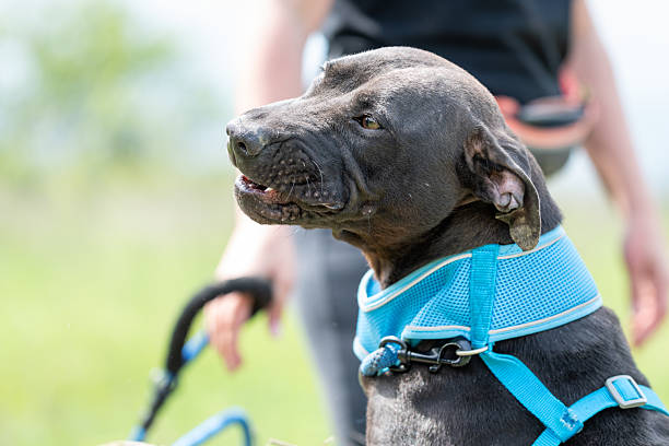 istock Obedience training of the rescued pit bull 2209737063
