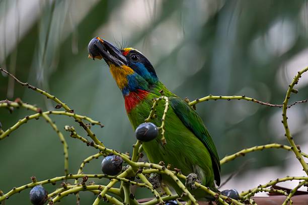 istock The five-colored bird (Muller's Barbet) is a bird endemic to Taiwan 2209737993