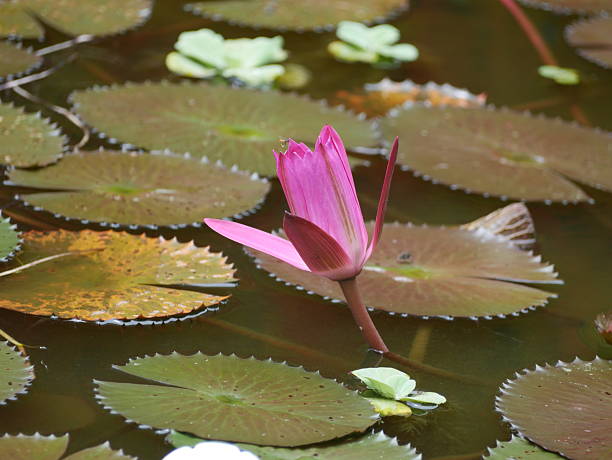 istock lotus finds a way to bloom 2209738221