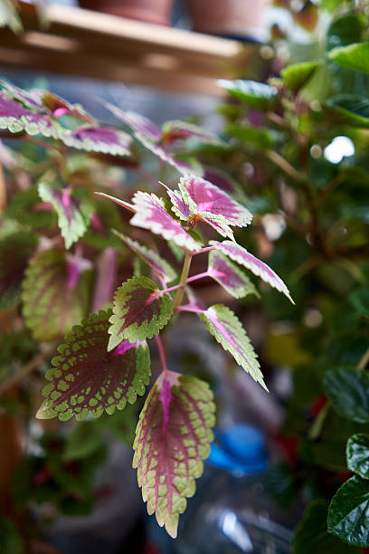 istock Coleus Plant Showing Off Colorful Leaves 2209740767