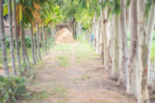 Many trees on the side of the road blur background