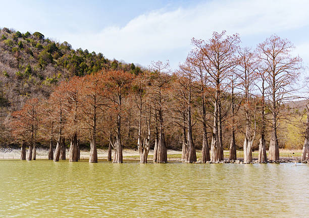 Towering cypress trees with autumn foliage reflect in serene water under a clear sky. The lush mountains surround the tranquil landscape, creating a peaceful retreat.