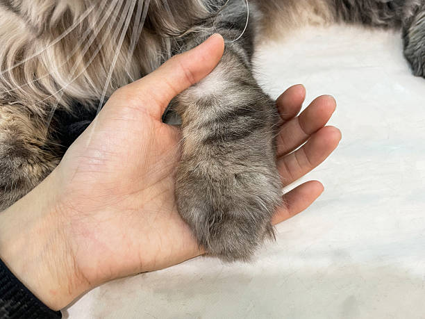 istock hand holding a big cat's paw on a white background 2209742574