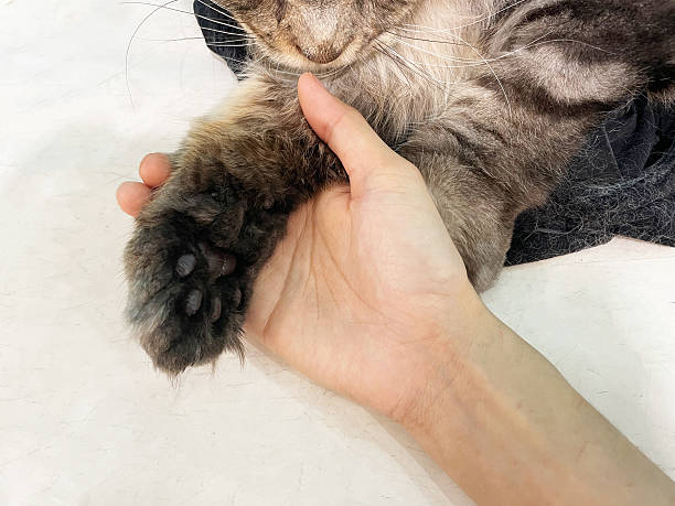 istock hand holding a big cat's paw on a white background 2209743076
