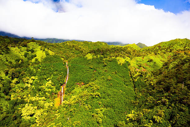 A stunning view of twin waterfalls cascading down a lush green valley surrounded by dense tropical forest. Vibrant vegetation covers the steep cliffs, contrasting with the dark volcanic rock in the foreground. The scene captures the raw beauty and untouched nature of a remote Hawaiian landscape, highlighting the rich textures and colors of the rainforest environment.