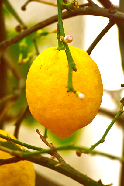 Lemon