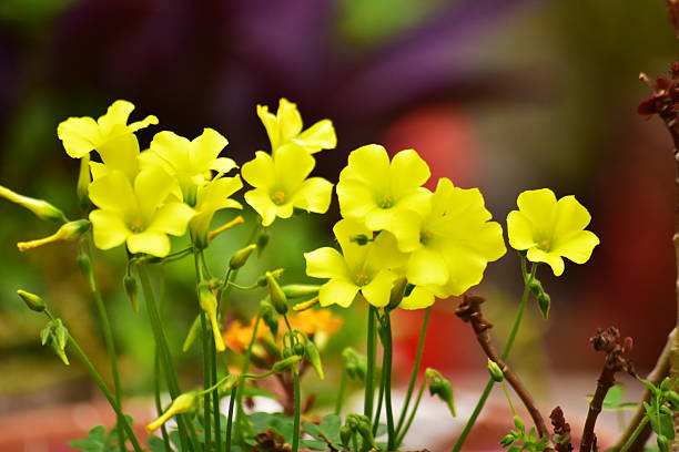 Close up beautiful yellow flower