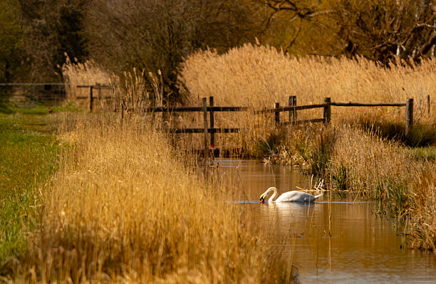 Mute swan swimming at sunset