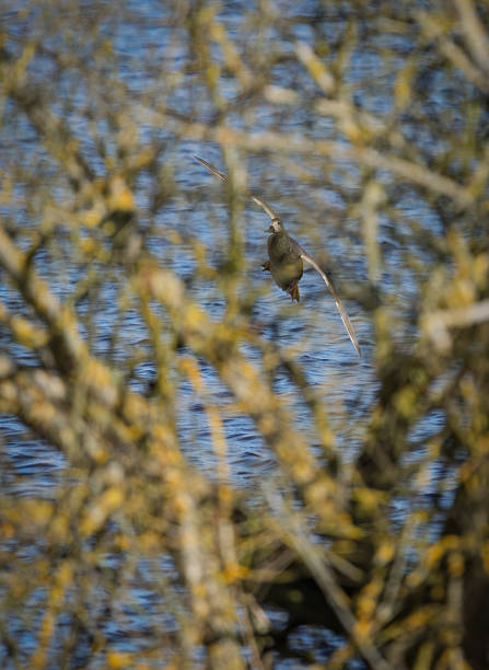 Greylag goose flying over a nature reserve. It is behind a tree coming into land on the lake. This is at Woodwalton Fen Cambridgeshire.