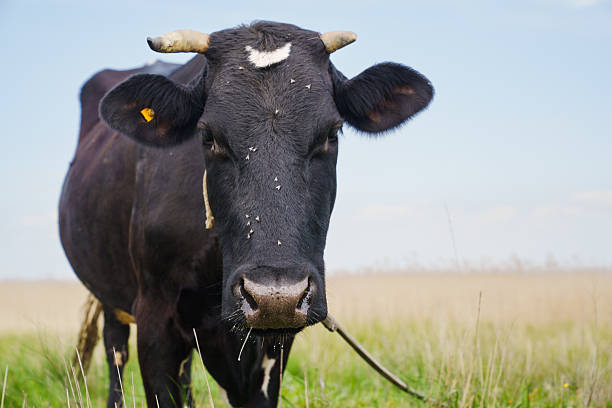 istock A large black cow with a white spot on its forehead grazes in a field. 2209748475
