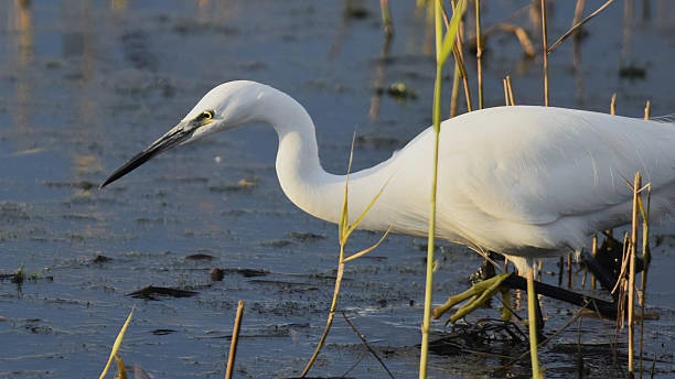 istock Little egret, Norfolk, UK 2209749969