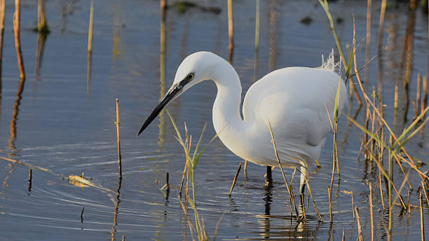 istock Little egret, Norfolk, UK 2209749979