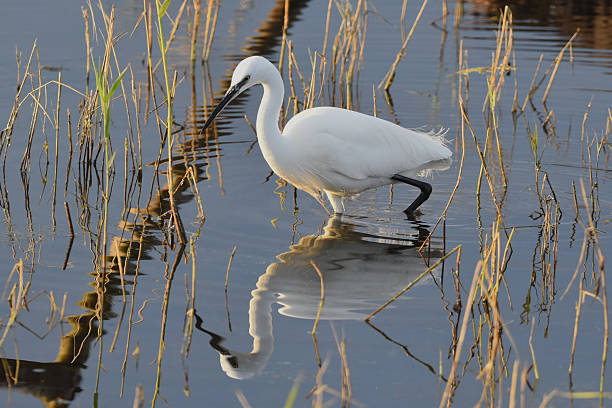 istock Little egret, with reflection. Norfolk, UK 2209749993
