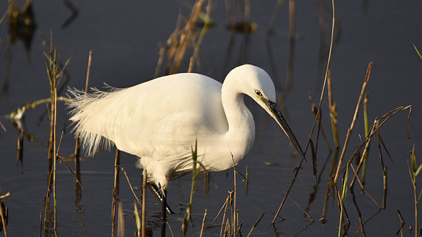 istock Little egret, wading. Norfolk, UK 2209750019