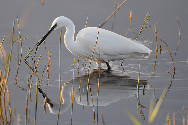 istock Wading little egret, with reflection. Norfolk, UK 2209750039