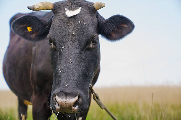 istock A large black cow with a white spot on its forehead grazes in a field. 2209751500