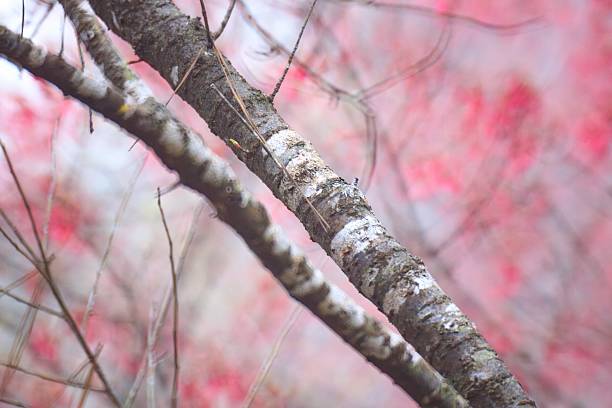 The Delicate Beauty of a Taiwan Cherry Tree in Full Spring Blossom